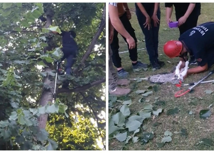 Beyoğlu’nda ağaçta mahsur kalan kedi kalp masajıyla hayata döndü