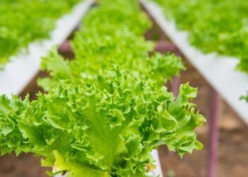 Haziran ayının zam şampiyonu kıvırcık marul