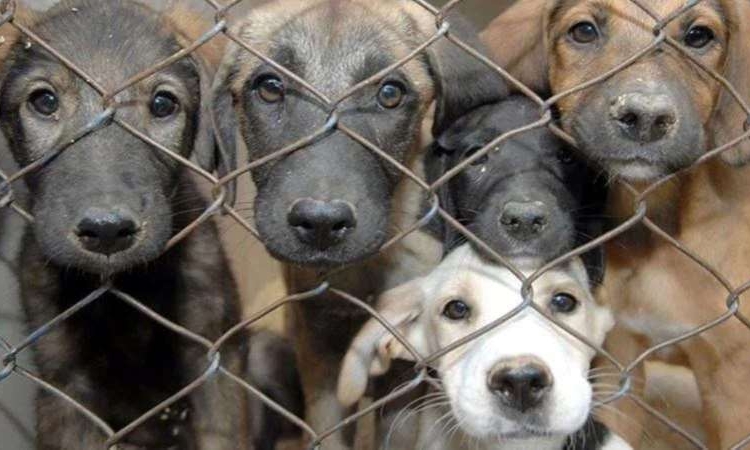 İstanbul Valiliği’nden ‘sokak hayvanları’ için talimat
