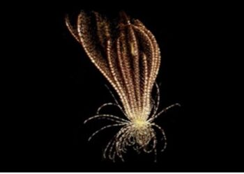 Antarktika’da yeni bir deniz canlısı keşfedildi