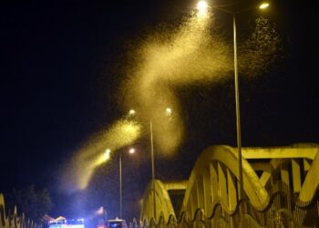 Sakarya’da milyonlarca kelebeğin ‘ölüm dansı’