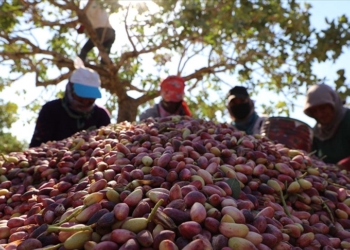 Antep fıstığı neden pahalı?
