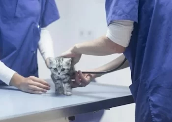 Veteriner hekimler iş bırakıyor