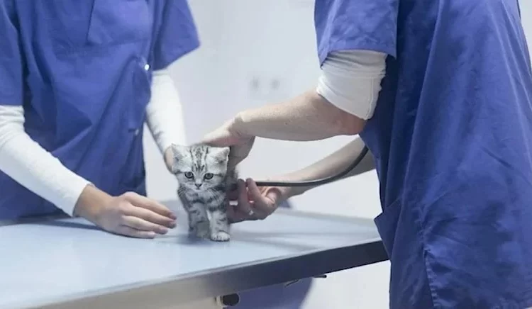 Veteriner hekimler iş bırakıyor