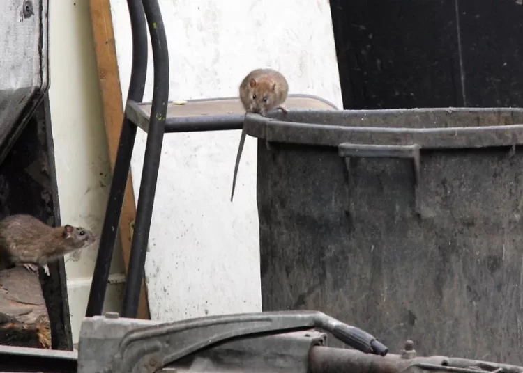 Roma’da milyonlarca fare şehri istila etti