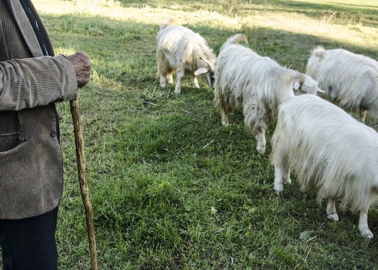 Çobana 728 bin liralık otlatma cezası 1 Çobana 728 bin liralık otlatma cezası