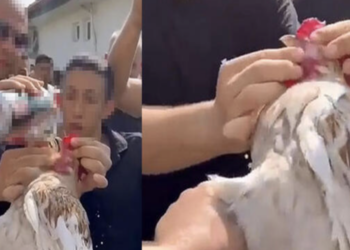 Düğünde horoza zorla içki içirenlere para cezası