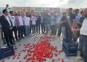 Konya’da üreticiler isyanda: Domatesleri yere döktüler