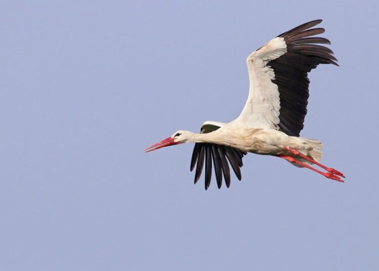 Leyleklerin erken göçü sert geçecek kışın habercisi