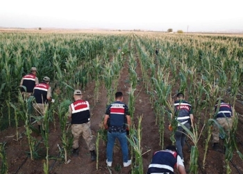 Mısırların arasına 160 bin kök Hint keneviri ekmişler