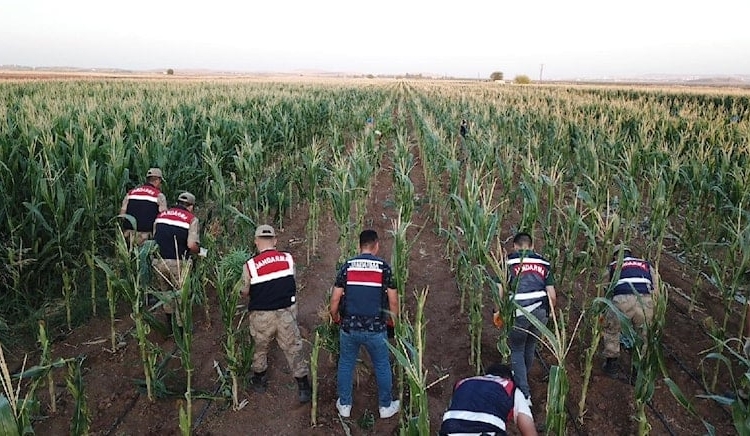 Mısırların arasına 160 bin kök Hint keneviri ekmişler