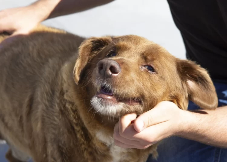 Dünyanın en yaşlı köpeği Bobi öldü 1 Dünyanın en yaşlı köpeği Bobi öldü
