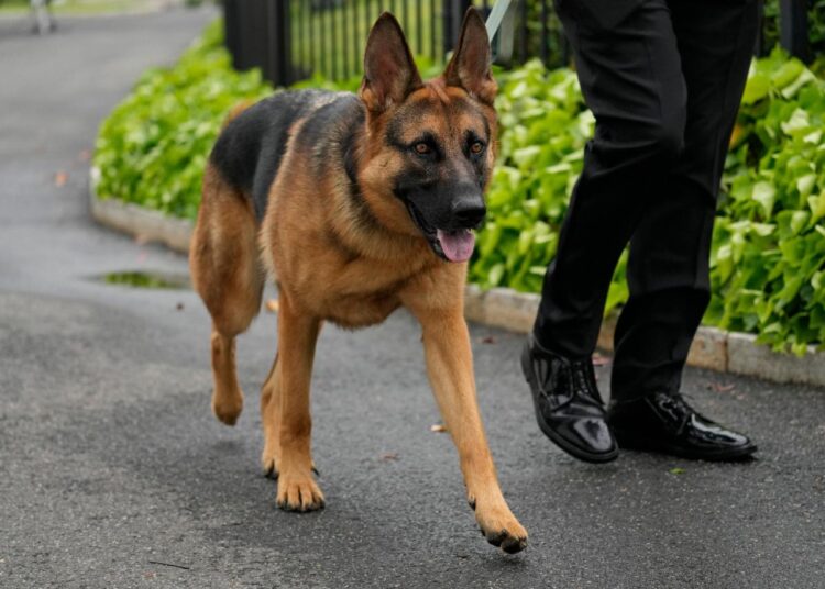 Biden'ın köpeği gizli servis ajanlarını ısırdığı için Beyaz Saray'dan kovuldu 1 Biden’ın köpeği gizli servis ajanlarını ısırdığı için Beyaz Saray’dan kovuldu
