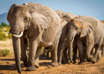 Nesli tükenmekte olan yüzlerce filin ölüm nedeni ortaya çıktı