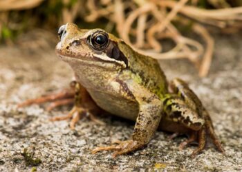 Dişi kurbağalar, çiftleşmek istemediklerinde ölü taklidi yapıyor