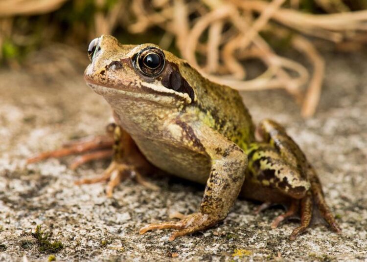 Dişi kurbağalar, çiftleşmek istemediklerinde ölü taklidi yapıyor