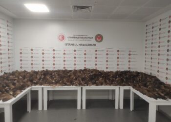İstanbul Havalimanı’nda 10 bin 300 tilki kuyruğu ele geçirildi