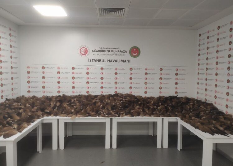 İstanbul Havalimanı’nda 10 bin 300 tilki kuyruğu ele geçirildi