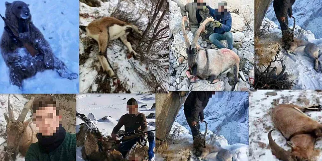 23 dağ keçisi ve 1 ayıyı öldüren kaçak avcılara dev ceza 1 23 dağ keçisi ve 1 ayıyı öldüren kaçak avcılara dev ceza