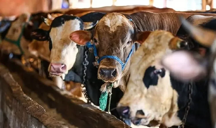 Et fiyatlarındaki artışa çare devlete göre ‘ithalat’, besiciye göre ‘teşvik’