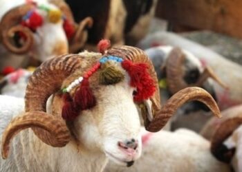 Diyanet Vakfı Giresun Şube Temsilcisi kurban paralarını zimmetine geçirmiş