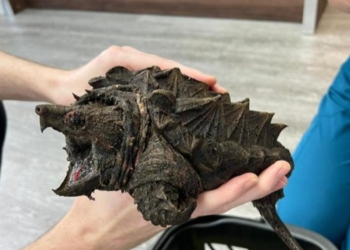 Birleşik Krallık’ta kemiği ısırarak kırabilen “dinozor benzeri” kaplumbağa bulundu