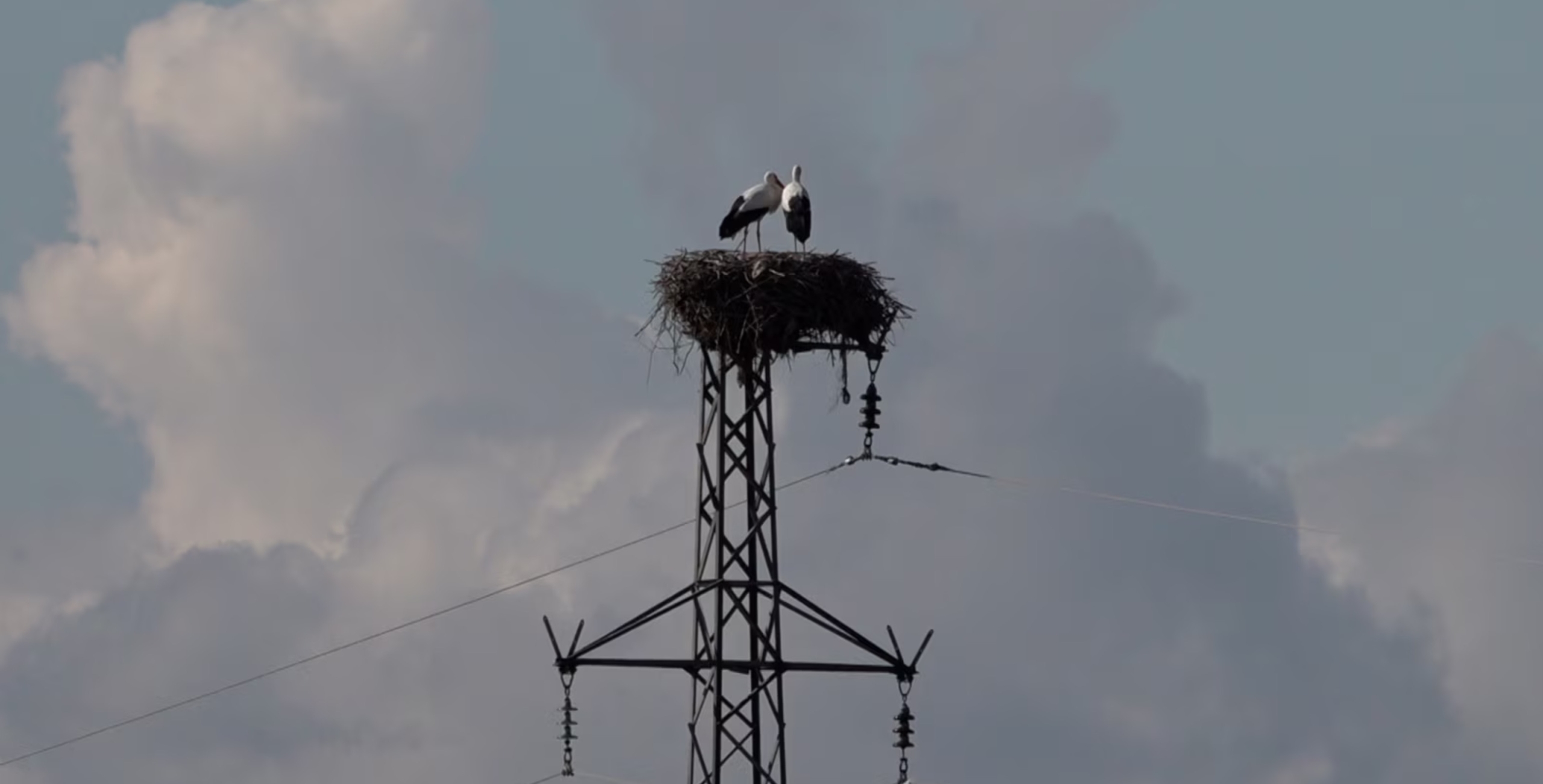 Diyarbakır’daki leylekler artık göçmüyor