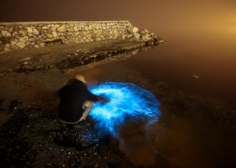 Bursa’nın kıyılarında mavi renkli parlamalar görüldü