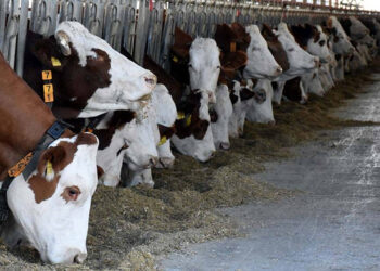 Türkiye’de hayvan sayısı her yıl azalıyor! Kriz besiciliği bitirdi