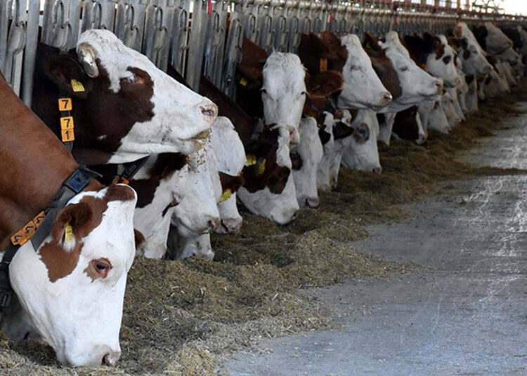 Türkiye’de hayvan sayısı her yıl azalıyor! Kriz besiciliği bitirdi 1 Türkiye’de hayvan sayısı her yıl azalıyor! Kriz besiciliği bitirdi