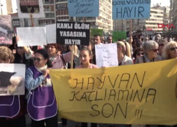 Duvara fırlatıp öldürdüğü kedi için dört yıl hapsi istendi