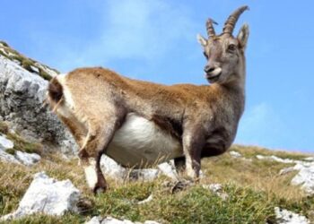 Yaban keçisi avladı, 311 bin TL ceza ödeyecek