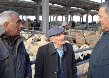 Niğdeli besiciler: “Kurbanda koyun 15 bin TL’yi bulur”