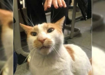 Önce Eros şimdi Faruk: Kediyi okulun 5’inci katından atan kişi üniversite öğrencisi çıktı