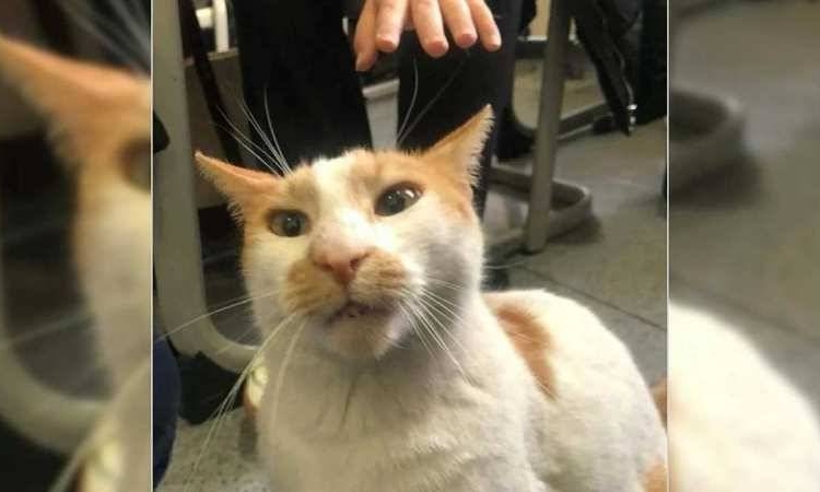 Önce Eros şimdi Faruk: Kediyi okulun 5’inci katından atan kişi üniversite öğrencisi çıktı