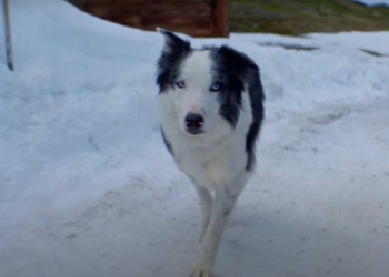 Bir Düşüşün Anatomisi’ndeki köpeğin Oscar etkinliğine katılması tepkiye yol açtı