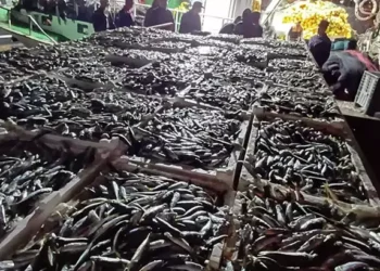 İstanbul’da kaçak avlanan 8 ton istavrit balığına el konuldu