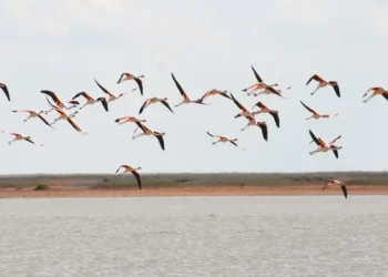 Flamingolar beslenmek ve üremek için Tuz Gölü’ne gelmeye başladı