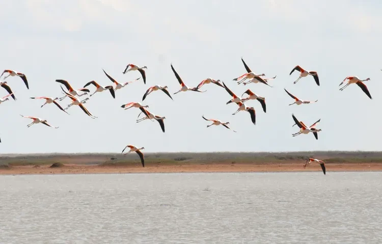 Flamingolar beslenmek ve üremek için Tuz Gölü'ne gelmeye başladı 1 Flamingolar beslenmek ve üremek için Tuz Gölü’ne gelmeye başladı