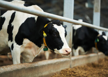 Besici uyardı! Anaç inekler de kesildi, kırmızı ette fiyat artışı sürecek