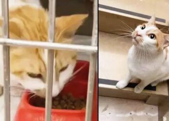 Kedi Faruk’tan iyi haber: “Hayati tehlikeyi atlattı”