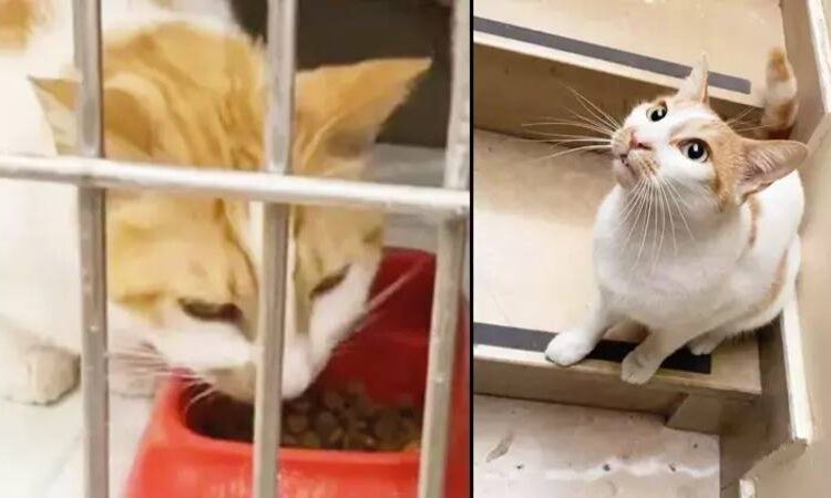 Kedi Faruk’tan iyi haber: "Hayati tehlikeyi atlattı" 1 Kedi Faruk’tan iyi haber: “Hayati tehlikeyi atlattı”
