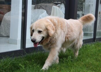 Köpeğin doktora havlaması sahibine pahalıya patladı