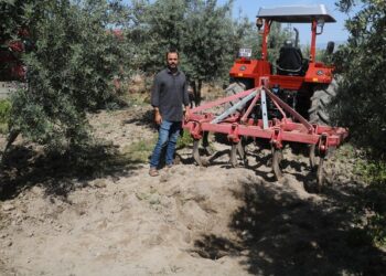 Zeytin bahçesini sürerken Bizans dönemine ait 22 altın sikke buldu