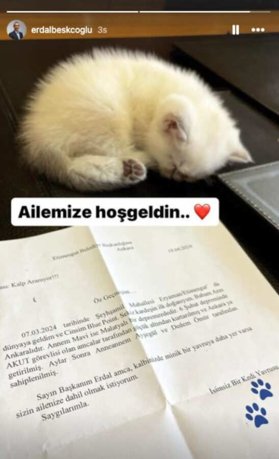 Erdal Beşikçioğlu depremzede kedinin yavrusunu sahiplendi 2 Erdal Beşikçioğlu depremzede kedinin yavrusunu sahiplendi