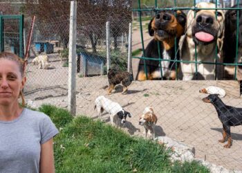 Bahçesinde 180 köpeğe bakan gönüllüye, 1 milyon 731 bin 600 lira para cezası verildi 1 Bahçesinde 180 köpeğe bakan gönüllüye, 1 milyon 731 bin 600 lira para cezası verildi