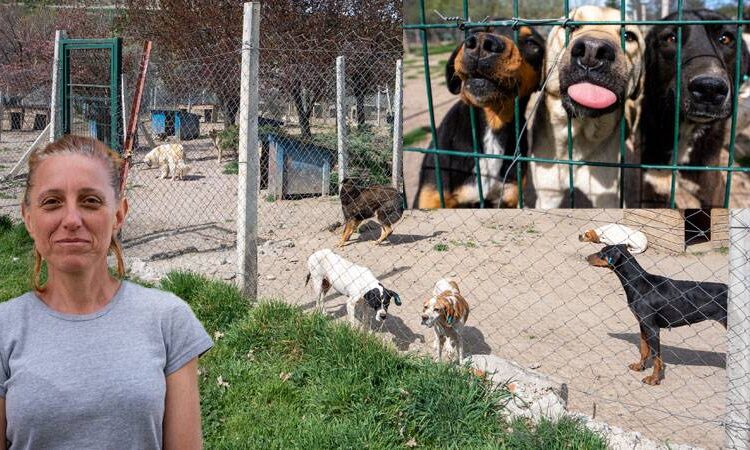 Bahçesinde 180 köpeğe bakan gönüllüye, 1 milyon 731 bin 600 lira para cezası verildi 1 Bahçesinde 180 köpeğe bakan gönüllüye, 1 milyon 731 bin 600 lira para cezası verildi