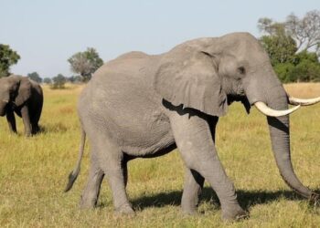 Botsvana, Almanya'yı 20 bin fil göndermekle tehdit etti 3 Botsvana, Almanya’yı 20 bin fil göndermekle tehdit etti