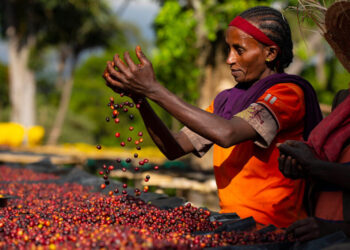 Kahvenin soy ağacı çıkarıldı: Dünyanın en popüler içeceğinin izi 600 bin yıl öncesine uzanıyor