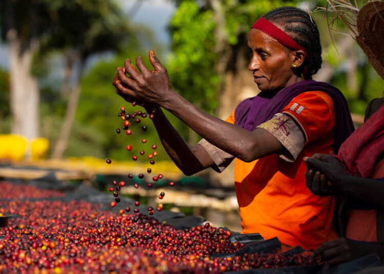 Kahvenin soy ağacı çıkarıldı: Dünyanın en popüler içeceğinin izi 600 bin yıl öncesine uzanıyor